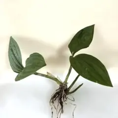 2026年最新】野生蘭の人気アイテム - メルカリ