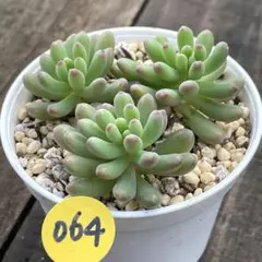 SALE❗️064多肉植物 つぶつぶ屋 あかずきん カット苗 寄せ植え