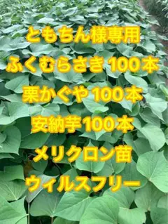 ともちん様専用ページ サツマイモ苗 アソート 300本