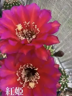 9-両色白檀2点 超人気 花サボテン 群開 複色咲き カキコ蕾あり - メルカリ