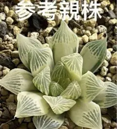 2025年最新】ハオルチア 白蛇伝の人気アイテム - メルカリ