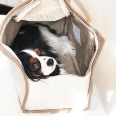 Item thumbnail for item 6a515e4d-3fc5-4319-839a-f7ce25c0da02