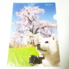 SoftBank お父さん クリアファイル 桜