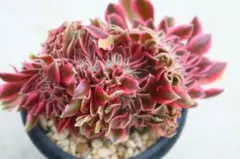 33#観葉植物アエオニウム錦❤️孔雀白錦❤️12頭15cm拔き苗 - メルカリ