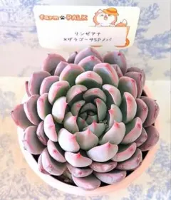 シェリーラズル他3点セット札付きポットごとバラ売り不可ファームパルクさん苗 シェリーラズル他3点セット札付きポットごとファームパルクさん苗バラ