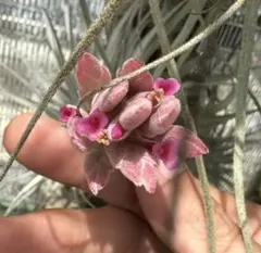 Tillandsia Orange Rainbow 速達発送 - メルカリ