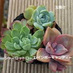 碧様 リクエスト 5点 まとめ商品