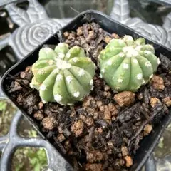 孔雀サボテン大輪 ジェファニーアン根付き苗一株 - メルカリ