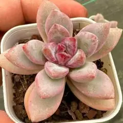 多肉植物　知否　星のような形　珍しい　うす紫色の葉先　粉の付いた苗　エケベリア