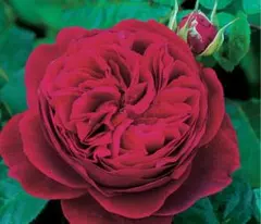 バタフライ・エフェクト　プロフ必読！様 リクエスト 2点 まとめ商品