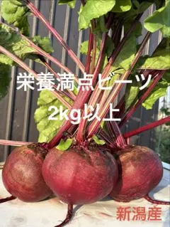 信州産ビーツ】2.5kg 【有機肥料使用・化学農薬不使用】 - メルカリ