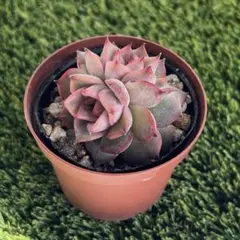 Akemi Sawada(*^ω^*)様 リクエスト 4点 まとめ商品