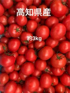 フルーツトマト　約3.0kg 高知県産のサムネイル