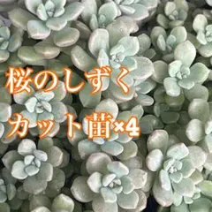 2026年最新】雫 セダムの人気アイテム - メルカリ