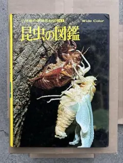 2025年最新】昆虫+標本の人気アイテム - メルカリ