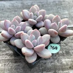 速達発送❗️Min様 リクエスト 3点 まとめ商品