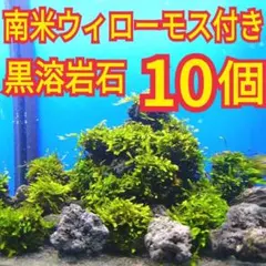 訳あり】ジャイアント南米ウィローモス 黒溶岩石(小粒) アクアリウム