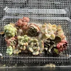 多肉植物詰め合せ 匿名配送 - メルカリ