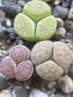 現物　多肉植物　リトープス　三面体　おばけ　1cm以上　抜き苗　3点セットのサムネイル