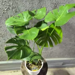 2026年最新】モンステラ デリシオーサの人気アイテム - メルカリ