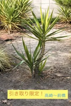 2026年最新】ユッカ・エレファンティペス・・の人気アイテム - メルカリ