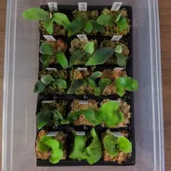 ビカクシダ mix spore 10株セット 大きめ板付余裕サイズ - メルカリ