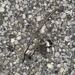 Lala様専用ページ