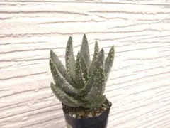 Aloe dichotoma5 ディコトマ アロエ 実生苗 抜き苗 多肉植物 - メルカリ