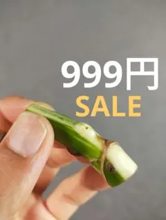 SALE中!!【E17】斑入りモンステラ ホワイトタイガー カット茎 成長点1つのサムネイル