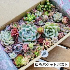 49 多肉植物　多肉弁当　詰め合わせ　寄せ植え　セット　カット苗　韓国苗　エケ