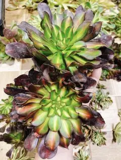 メルカリ便 がーべら様 リクエスト 3点 まとめ商品