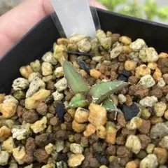 eiki様 リクエスト 2点 まとめ商品