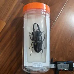 오피오포루스 팔라완 표본 91.0mm