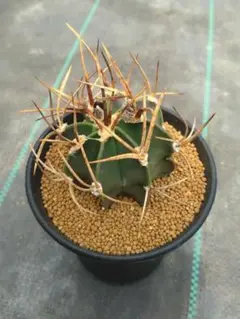 実生！アストロフィツム 