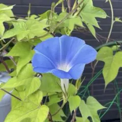 原坊の朝顔の種　20粒　青色のサムネイル