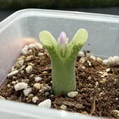 多肉植物コノフィツム スティリフェルム 鉢のまま