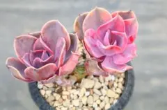 2026年最新】抜き苗の人気アイテム - メルカリ