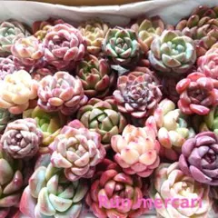 g71多肉植物エケベリア〈カット苗〉☆寄植えMIX☆