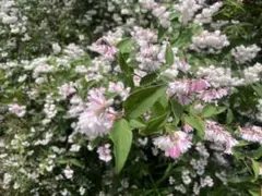 ブクブク様 リクエスト 2点 まとめ商品