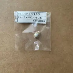 ハナビラダカラ　貝殻　フィリピン　セブ島