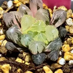 a*a様 OB-1オブツーサ錦　鮮明錦　超美株　ハオルチア　観葉植物　オークショ