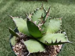 Agave titanota fo-076　アガベ チタノタ fo-076②のサムネイル