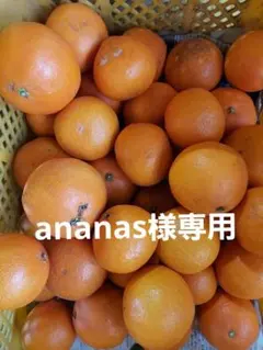 ananas様専用 愛果28号(紅まどんなの規格外)box80箱込み6.2kg