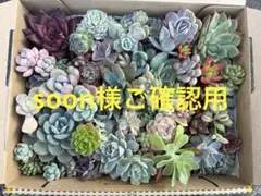 soon 様専用　⭐️お買得⭐️エケベリア・セダム 多肉植物セット　訳あり