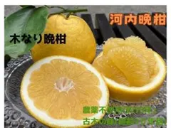 愛媛県産 河内晩柑　農薬不使用　 4ｋｇ　木なり晩柑のサムネイル