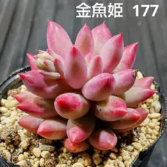 金魚姫 177 エケベリア 多肉植物 抜き苗