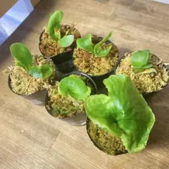 2025年最新】マダガスカリエンセの人気アイテム - メルカリ