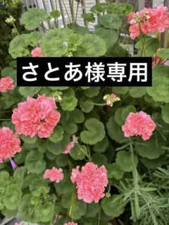ゼラニウム 薄ピンク八重咲き 発根確認苗 1苗 第4種郵便 ②③④写真が