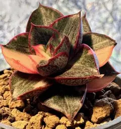 N*o様 No.s630新入荷　麒麟座錦　エケベリア　多肉植物　撮影12月30日