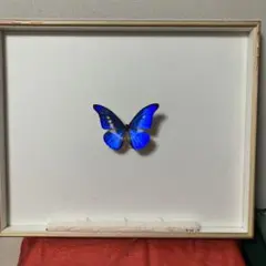 2025年最新】ヘレナモルフォの人気アイテム - メルカリ